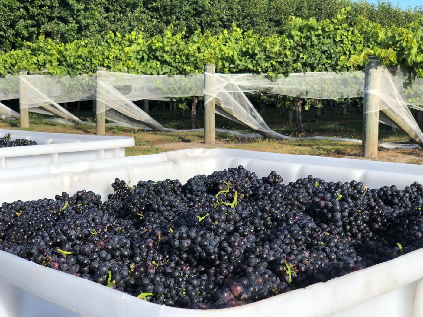 Freshly harvested pinot noir grapes in bins beside netted vines