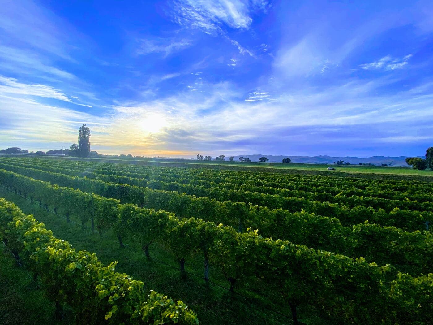 Sunrise over rows of vines in a New Zealand vineyard