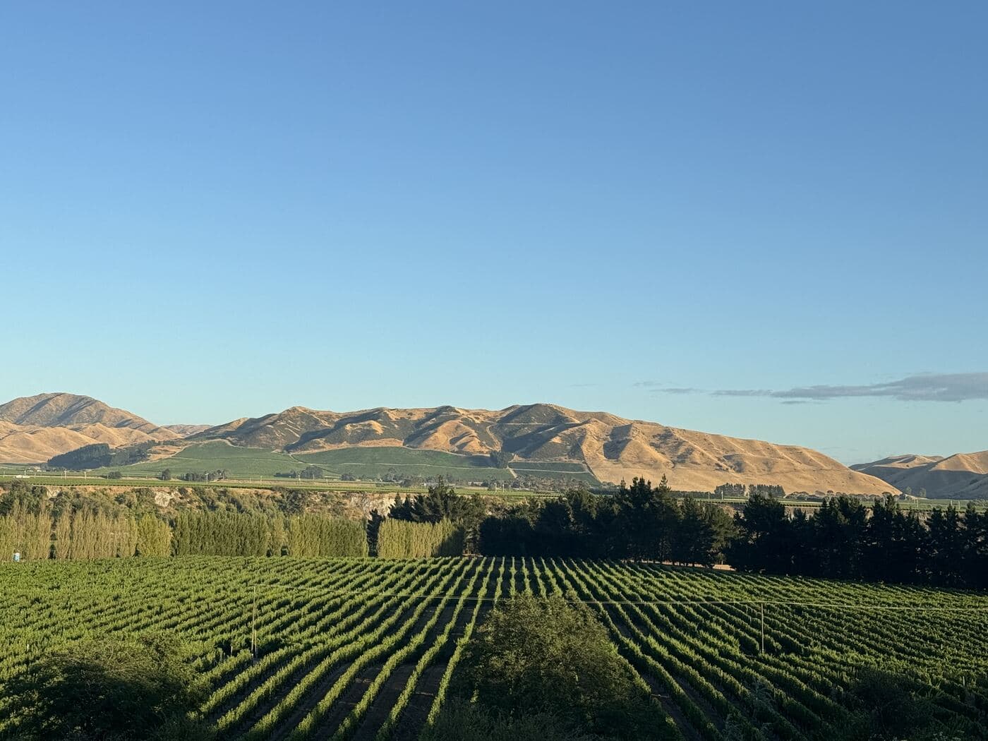 Vineyards below golden hills in New Zealand wine country at dusk